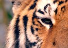 Amur Tiger.jpg